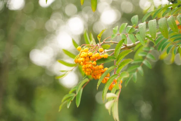 Schoonheid ashberry in het stadspark met niemand — Stockfoto