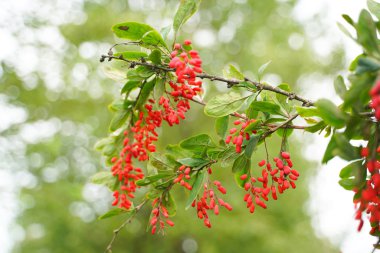 Kimse ile şehir parkı arka planda yaprakları ile Ağaç berber