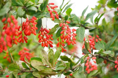 Kimse ile şehir parkı arka planda yaprakları ile Ağaç berber