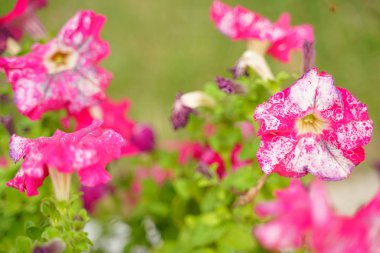 Kimse ile sonbahar şehir parkında bir Wilted Çiçek Fotoğrafı