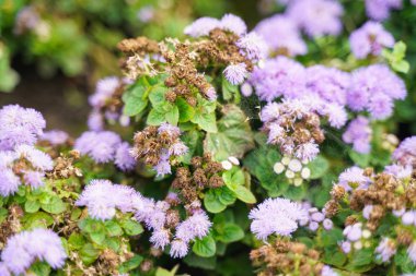 Kimse ile sonbahar şehir parkında bir Wilted Çiçek Fotoğrafı
