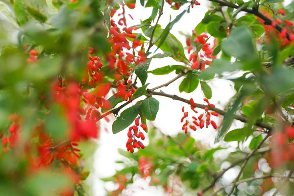 Árbol de bayas con hojas en el fondo del parque de la ciudad con nadie — Foto de Stock