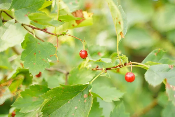 Viburnum gyümölcsök a zöld kertben, ágak levelekkel. — Stock Fotó