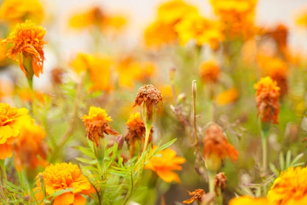 Foto de uma flor murcha no parque da cidade de outono sem ninguém — Fotografia de Stock