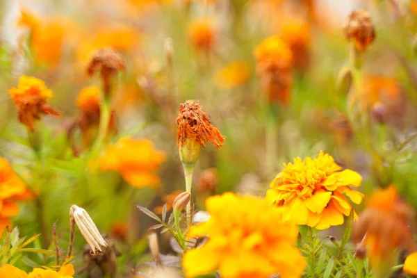 Foto de uma flor murcha no parque da cidade de outono sem ninguém — Fotografia de Stock