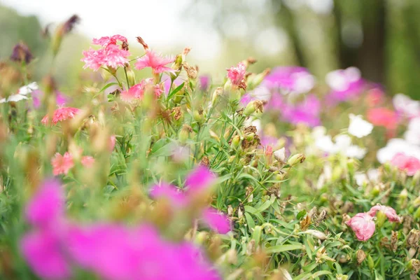 Foto de una flor marchita en el parque de otoño de la ciudad sin nadie —  Fotos de Stock