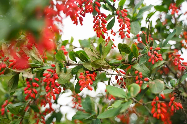 Árvore barberries com folhas no parque da cidade fundo com ninguém Fotos De Bancos De Imagens