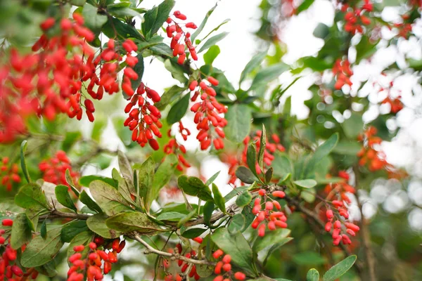 Árvore barberries com folhas no parque da cidade fundo com ninguém Imagens De Bancos De Imagens Sem Royalties