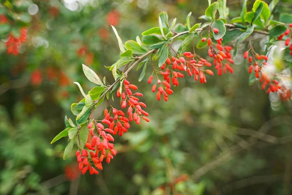 Árvore barberries com folhas no parque da cidade fundo com ninguém Fotos De Bancos De Imagens