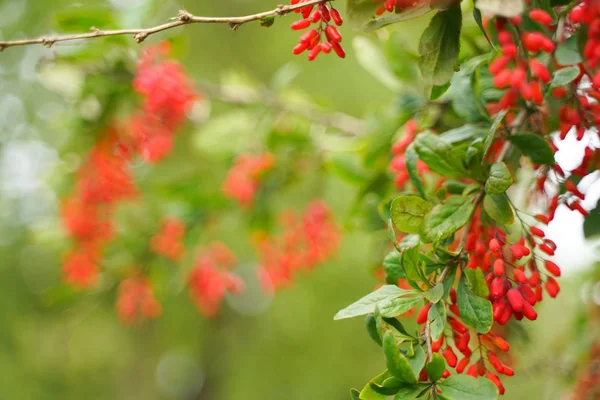 Árvore barberries com folhas no parque da cidade fundo com ninguém Fotos De Bancos De Imagens Sem Royalties