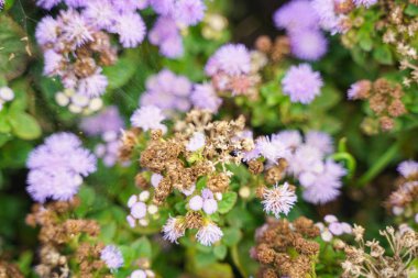 Kimse ile sonbahar şehir parkında bir Wilted Çiçek Fotoğrafı