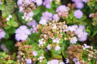 Kimse ile sonbahar şehir parkında bir Wilted Çiçek Fotoğrafı