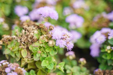 Kimse ile sonbahar şehir parkında bir Wilted Çiçek Fotoğrafı