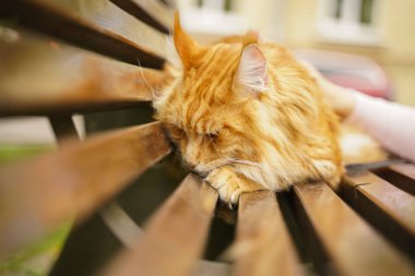 Sonbahar kırmızı maine coon üzgün kedi korkunç bir bankta açık oturan.