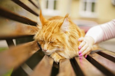 Sonbahar kırmızı maine coon üzgün kedi korkunç bir bankta açık oturan.