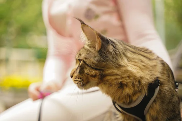 Proprietário levou para um passeio seu gato cinza Maine Coon em uma coleira com um arnês. sentam-se em um banco na rua durante o primeiro passeio do gato . — Fotografia de Stock