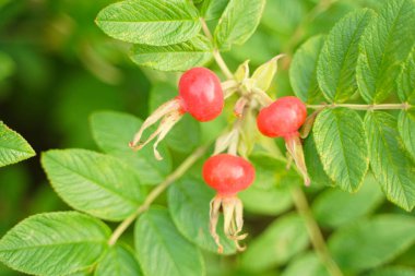 Yaprakları closeup ile yeşil doğa arka plan üzerinde Gül kalça dogrose.