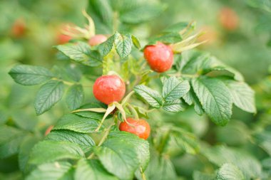 Yaprakları closeup ile yeşil doğa arka plan üzerinde Gül kalça dogrose.