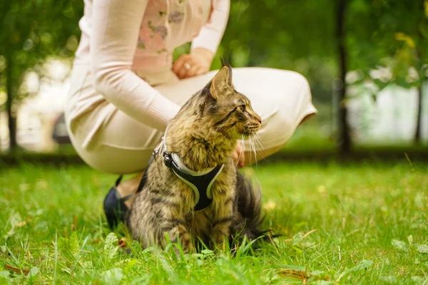 Жінка, що йде зі своїм домашнім улюбленцем кішкою, сірою купою на відкритому повітрі в міському літньому парку . — стокове фото