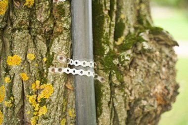 çivili kentsel boru ile eski ağaç, hangi gizli teller elektrik. insanlara kolaylık kavramı ve ağaçlara ölüm.