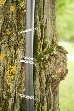 çivili kentsel boru ile eski ağaç, hangi gizli teller elektrik. insanlara kolaylık kavramı ve ağaçlara ölüm.