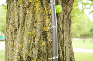 çivili kentsel boru ile eski ağaç, hangi gizli teller elektrik. insanlara kolaylık kavramı ve ağaçlara ölüm.