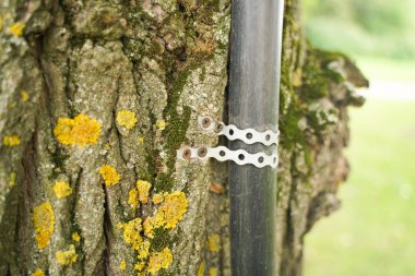 çivili kentsel boru ile eski ağaç, hangi gizli teller elektrik. insanlara kolaylık kavramı ve ağaçlara ölüm.