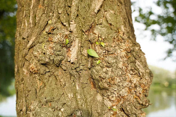 Tronco velho com broto novo e folhas verdes frescas, conceito novo da vida — Fotografia de Stock