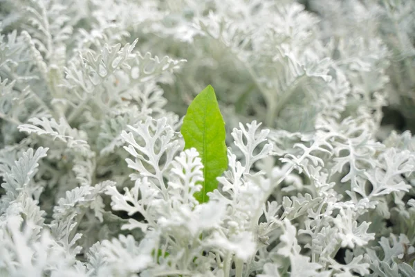 Artemisia hierba de ajenjo de absenta con hojas blancas en el parque de la ciudad sin nadie — Foto de Stock