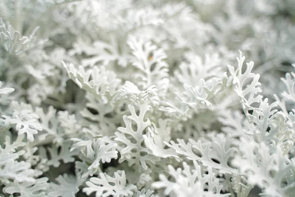 Artemisia hierba de ajenjo de absenta con hojas blancas en el parque de la ciudad sin nadie —  Fotos de Stock