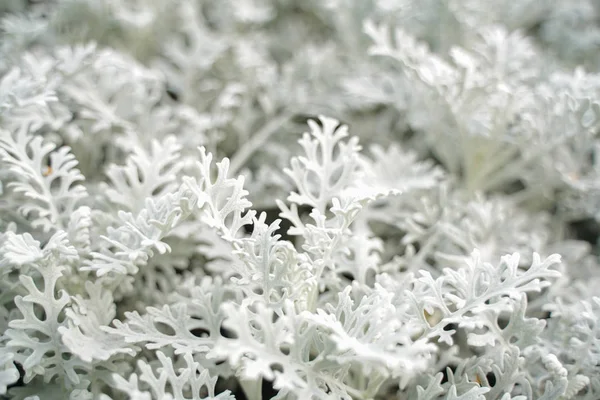 Artemisia hierba de ajenjo de absenta con hojas blancas en el parque de la ciudad sin nadie —  Fotos de Stock