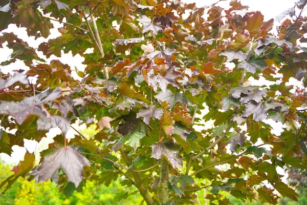 도시 공원에서 오래된 단풍 나무의 잎. 아픈, 약한 잎은 가을에 구멍과 반점에. — 스톡 사진