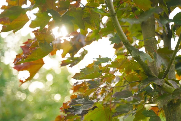 도시 공원에서 오래된 단풍 나무의 잎. 아픈, 약한 잎은 가을에 구멍과 반점에. — 스톡 사진