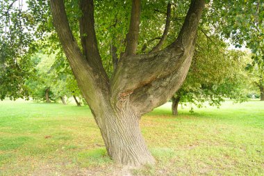 kimse ile şehir parkında kökten birçok ağaç gövdeleri