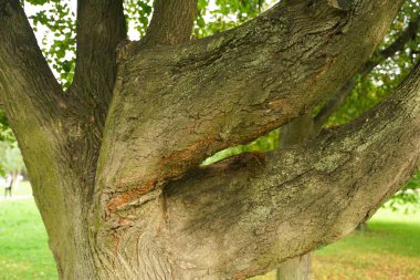 kimse ile şehir parkında kökten birçok ağaç gövdeleri