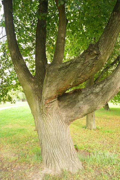 Mnoho kmenů stromů z kořene v městském parku s nikým — Stock fotografie