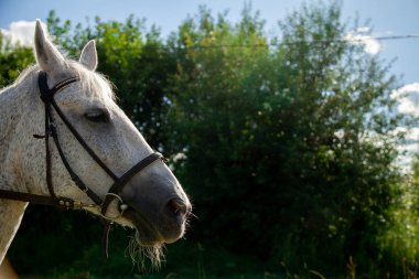 Yazın açık havada yürüyen atın güzel baş portresi.