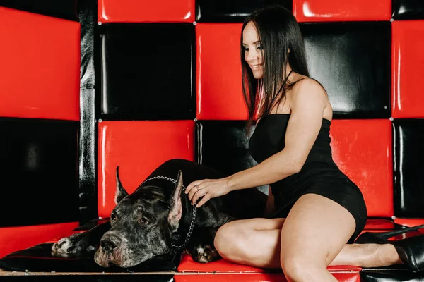 Красивая молодая женщина позирует со своим псом-датчанином в студии в красной черной комнате на диване — стоковое фото