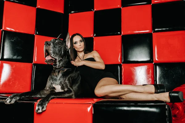 아름다운 아가씨가 큰 데인 개와 함께 빨간 검은 방의 소파에 있는 스튜디오에서 포즈를 취하고 있습니다 — 스톡 사진