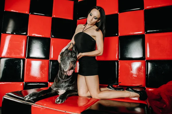 아름다운 아가씨가 큰 데인 개와 함께 빨간 검은 방의 소파에 있는 스튜디오에서 포즈를 취하고 있습니다 — 스톡 사진