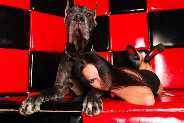 Красивая молодая женщина позирует со своим псом-датчанином в студии в красной черной комнате на диване — стоковое фото