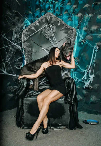 Красивая стройная молодая женщина в маленьком черном платье позирует со своим псом-датчанином в студии на фоне Хэллоуина большого страшного черного трона — стоковое фото