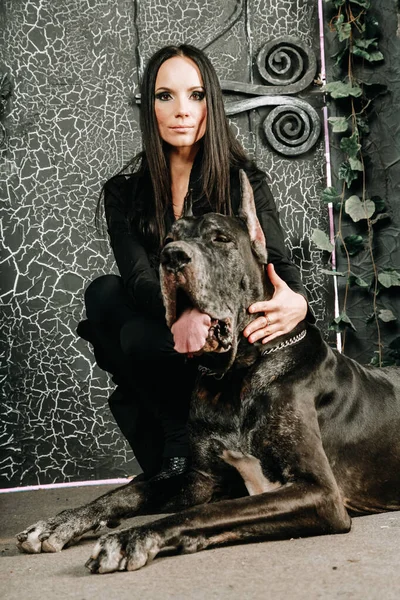 Krásná mladá žena pózuje s ní velký dánský pes ve studiu v blízkosti velkých černých bran pozadí — Stock fotografie