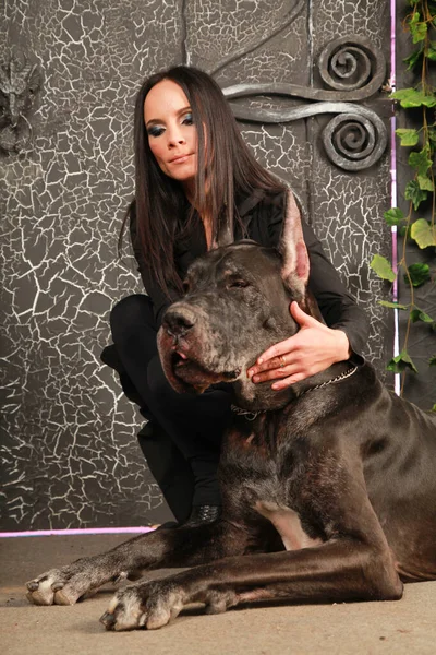 Красивая молодая женщина позирует со своим псом-датчанином в студии рядом с большими черными воротами — стоковое фото