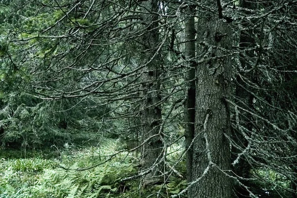 Загадочный Вид Леса Высоких Татр Ранней Осенью Словакия — стоковое фото