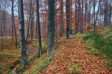 Bieszczady Dağlar (Polonya) orman puslu bir sonbahar gününde güzel bir gizemli görünümü