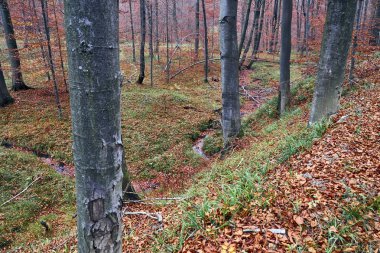 Bieszczady Dağlar (Polonya) orman puslu bir sonbahar gününde güzel bir gizemli görünümü