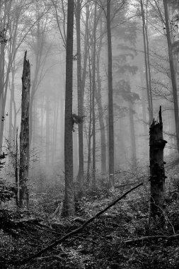Bieszczady Dağlar (Polonya) orman puslu bir sonbahar gününde güzel bir gizemli görünümü