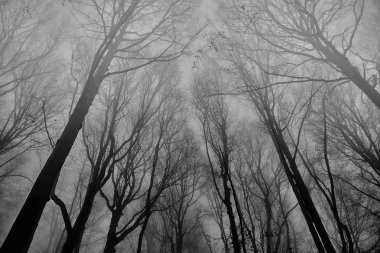 Bieszczady Dağlar (Polonya) orman puslu bir sonbahar gününde güzel bir gizemli görünümü