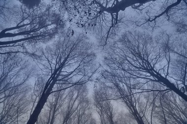 Bieszczady Dağlar (Polonya) orman puslu bir sonbahar gününde güzel bir gizemli görünümü